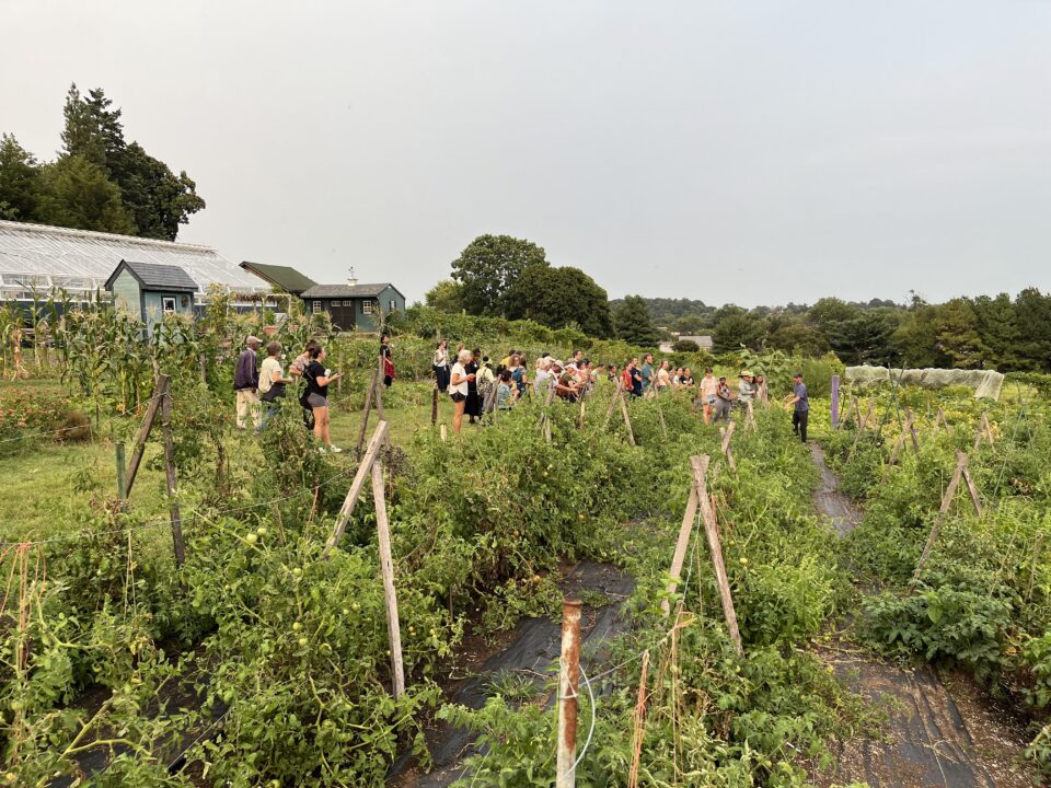 People standing around in a veggie garden